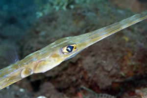 Coral Reef Marine Life Drucke: Bluespotted cornetfish