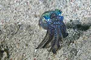 Indonesia Underwater Photography Drucke: Bobtail squid on the seabed