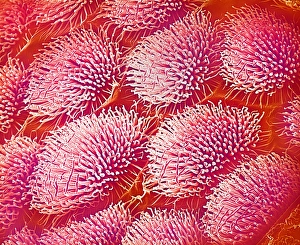 Wild Life Insect Photography Drucke: Body surface of weevil, SEM