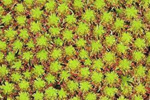 Drucke von Bogmoss (Sphagnum sp.) überblicksweise Ansicht. Moos ist eine nicht-gefäßige Pflanze. Sphagnum-Mooses wachsen an feuchten Orten wie Bögen und Teichen, besonders in sauren Bedingungen Bilder Datiert 2006 März: Moosbogen aus der Überblicksposition