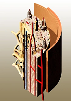 Gerahmter Druck : Knochenanatomie Gerahmter Druck : Knochenanatomie