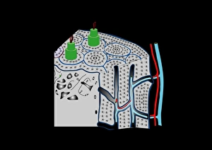 Drucke von Knochenstruktur, Computerkunstwerk. Im Innern des Knochens befindet sich kancellöse oder sponginer Knochen (links), der an den Enden langen Knochen und Wirbel (Rückenknorpel) vorkommt Bilder Datiert 2011 Juni: Knochenstruktur, Kunstwerk