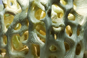 Anatomy Of Human Bones Drucke: Bone structure, macrophotograph
