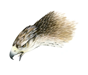Bonnells Adler, Kunstwerk