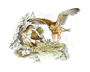 Indian Subcontinent Wildlife Drucke: Bonellis eagles, artwork