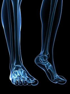 Human Foot Anatomy Drucke: Bones of the feet, artwork