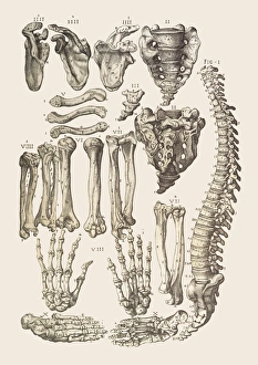 Human Skeleton Drucke: Bones of the human skeleton