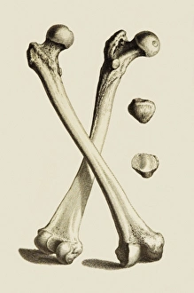 Drucke von Knochen des Beins und Kunstwerk aus dem menschlichen Femur (Hüftknochen) und Patella (Knöchel), die von dem Anatom William Cheselden in seinem Buch Osteographia oder der Anatomie der Knochen Bilder Datiert 2007 Januar: Knochen des Beins