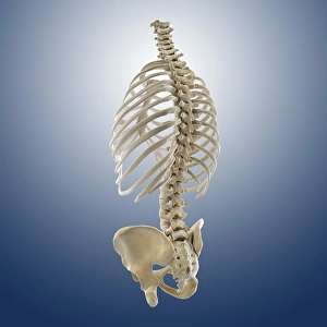 Spinal Column Illustration Drucke: Bones of the torso, artwork