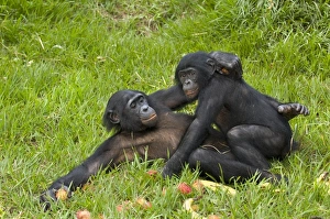 Drucke von Bonobosapen (Pan paniscus) begegnen sich beim Essen während der Fortpflanzung. Sexualität beim Essen ist bei dieser Art des Chimpansen eine häufige Erscheinung Bilder Datiert 2007 Juli: Bonobos paaren sich