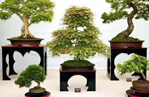 Container Gardening Ideas Drucke: Bonsai trees