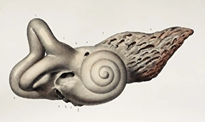 19th Century Anatomy Art Drucke: Bony labyrinth, 1844 artwork