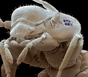 Coloured SEM Images Of Insects Drucke: Booklouse, SEM