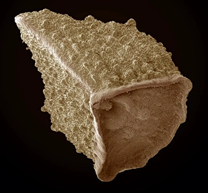 Wind Dispersed Seeds Drucke: Borage seed, SEM
