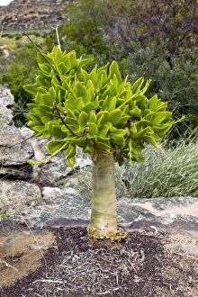 South African Succulents Drucke: Botterboom tree (Tylecodon paniculatus)