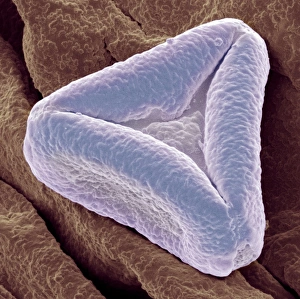 Pollen Grain Structure Drucke: Bottlebrush pollen, SEM