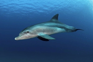 Bottlenose Dolphin Pictures Drucke: Bottlenose dolphin