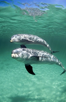 Bahamas Wildlife Drucke: Bottlenose dolphins