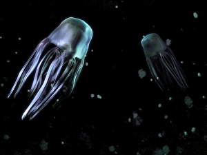 Drucke von Box Jellyfisch (Chironex fleckeri), Kunstwerk. Diese Art von Seegurke gehört zur Ordnung der Cubozoa und ist auch als Meeresschlangen bekannt Bilder Datiert 2006 November: Kugelblattfisch
