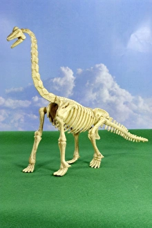 Drucke von Brachiosauruser Skelett aus Dinosaurierart. Modell eines Brachiosauruser Skelettes. Dies war die höchste Dinosaurierart und stehlen konnte bis zu 16 Metern hoch sein Bilder Datiert 2006 August: Saurierbruch des Brachiosaurus-Rumpelskelett