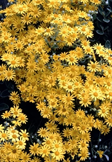 Scottish Wildflowers Drucke: Brachyglottis flowers