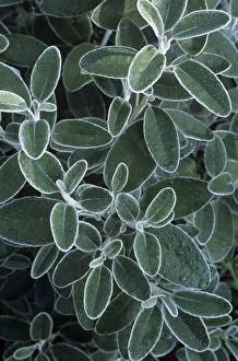 New Zealand Native Plants Drucke: Brachyglottis Sunshine