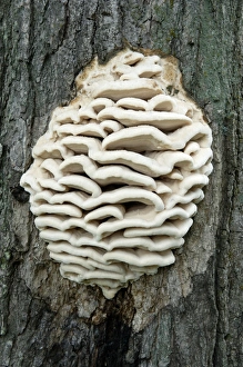 Bracket Fungus Drucke: Bracket fungus