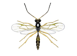 Drucke von Der Braunkäferwespennestling (Aphidius sp.), Kunstwerk. Diese erwachsene Form ist aus dem in Parasitismus lebenden Körper einer spezifischen Ameise des Stachelholzes (Urtica dioica) hervorgegangen Bilder Datiert 2006 Februar: Glanzschwanzbienenbiene