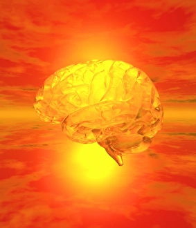 Brain