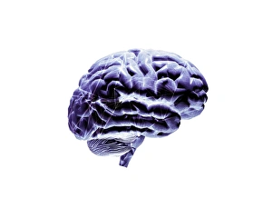 Drucke von Der Gehirn. Abstrakte Computerkunstwerk eines menschlichen Gehirns. Der Vorderseite des Gehirns ist rechts angeordnet Bilder Datiert 2001 November: Brain