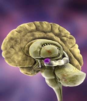 Human Brain Anatomy Drucke: Brain anatomy, 3D artwork