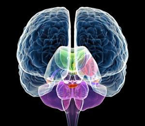 Drucke von Das Gehirnanatomie, Computerkunstwerke. Der Cerebellum ist violett der Corpus Callosum grün Bilder Datiert 2010 April: Gehirnanatomie Kunstwerk