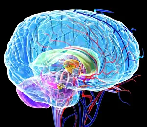 Brain Anatomy Illustration Drucke: Brain anatomy, artwork
