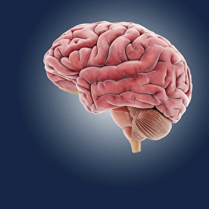 Human Brain Diagram Drucke: Brain, artwork C014 / 6803