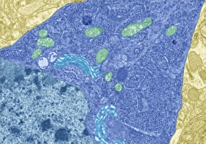 Transmission Electron Microscopy Images Drucke: Brain cell, TEM C013 / 4798
