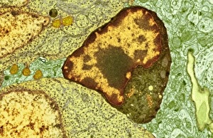 Central Nervous System Cells Drucke: Brain cell, TEM C014 / 0358