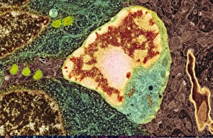 Central Nervous System Cells Drucke: Brain cell, TEM C014 / 0359