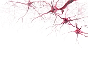 Bilder Datiert 8. November 2012: Gehirnzellen, Kunstwerk