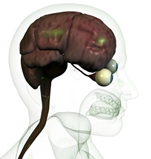 Brain Computer Artwork Drucke: Brain
