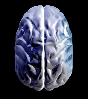Neurology Images Drucke: Brain