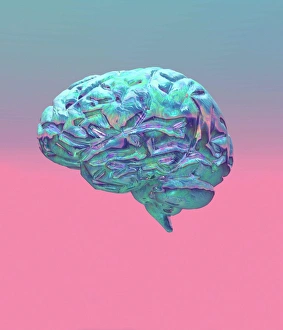Human Brain Anatomy Drucke: Brain