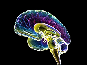 Cerebral Cortex Structure Drucke: Brain