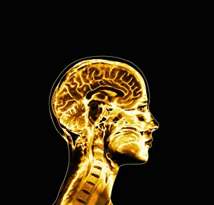 Human Brain Anatomy Drucke: Brain