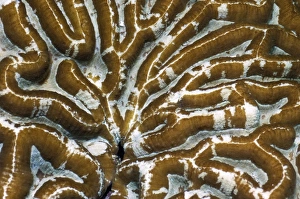 Indonesian Ocean Creatures Drucke: Brain coral