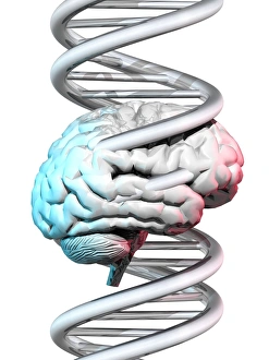 Deoxyribonucleic Acid Molecule Drucke: Brain and DNA