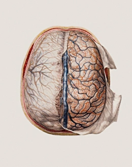 Human Anatomy Artwork Drucke: Brain meninges