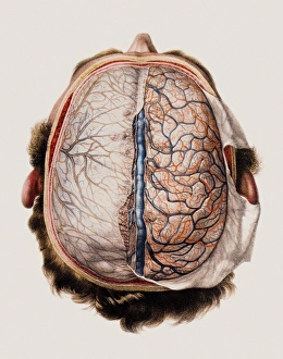 Drucke von Der Gehirnhülle, historische anatomisches Kunstwerk aus dem Mittelalter (mit der Vorderseite oben) Bilder Datiert 2006 Oktober: Gehirnmeninge