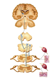 Human Brain Anatomy Drucke: Brain motor cortex pathways, artwork C016 / 6533