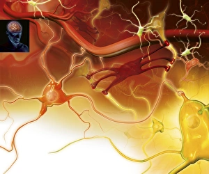 Neurology Images Drucke: Brain nerve cells