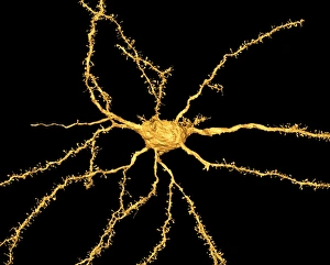 Central Nervous System Cells Drucke: Brain neuron